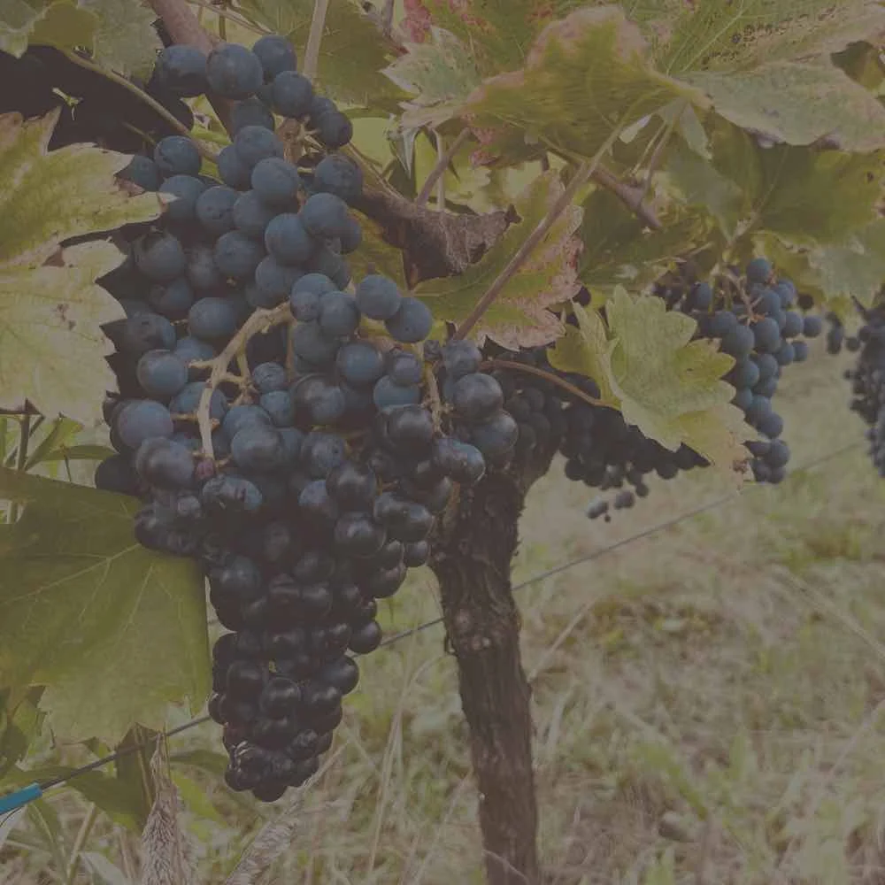 winogrona winnica